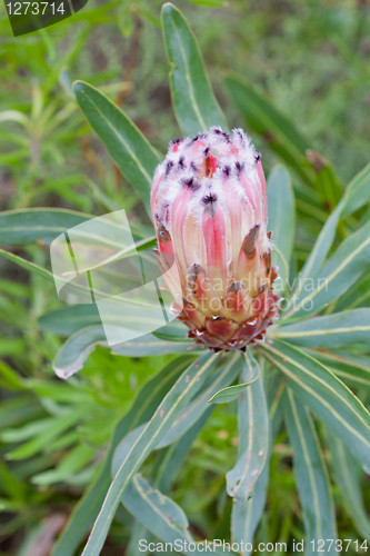 Image of Protea flower at Table Mountain National Park
