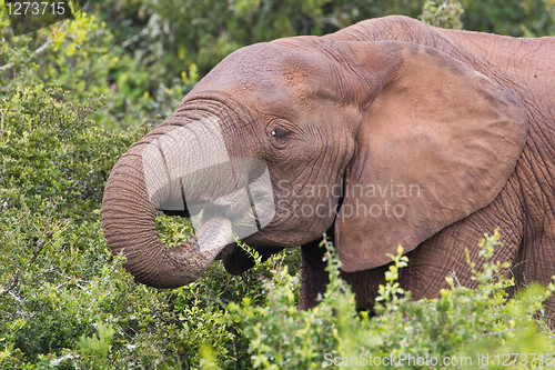 Image of African elephant (loxodonta africana) at the Addo Elephant Park.