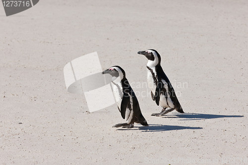 Image of African penguins (spheniscus demersus) at the Boulders colony