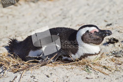 Image of African penguin (spheniscus demersus) at the Boulders colony