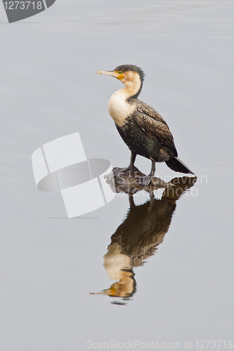 Image of White-breasted cormorant (phalacrocorax lucidus) at Wilderness N