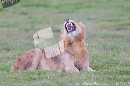 Image of Male lion (leo panthera) at the Addo Elephant Park