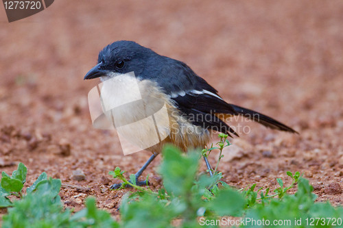 Image of Fiscal shrike (lanius collaris) at Addo Elephant Park