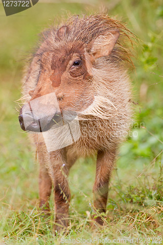 Image of Warthog (phacochoerus africanus) at Addo Elephant Park