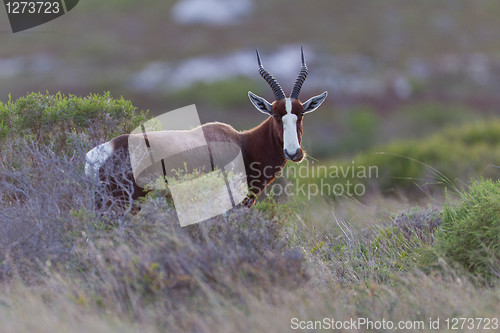 Image of Bontebok (damaliscus dorcas) at Table Mountain National Park