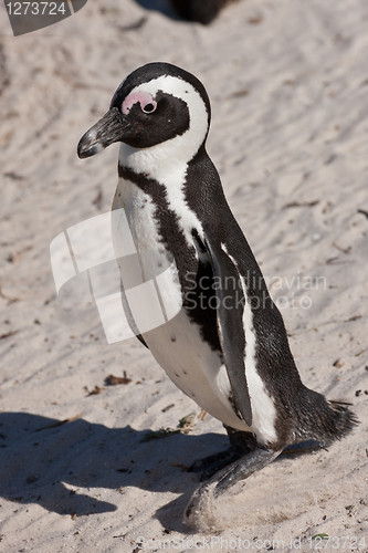 Image of African penguin (spheniscus demersus) at the Boulders colony