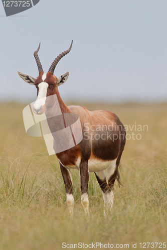 Image of Bontebok (damaliscus dorcas) at Bontebok National Park