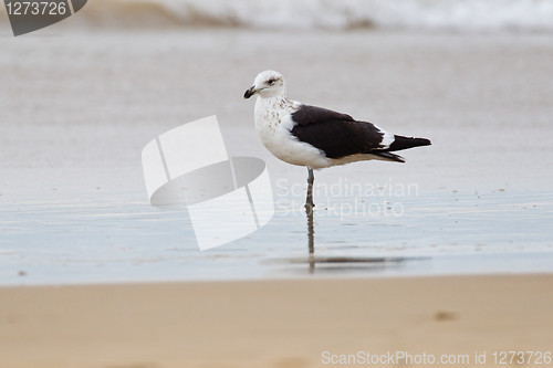 Image of Cape gull (larus vetula) at Wilderness National Park