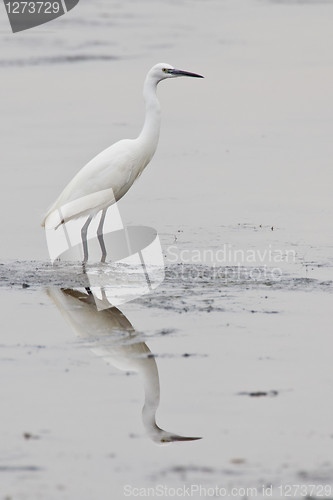 Image of Little egret (egretta garzetta) at Wilderness National Park