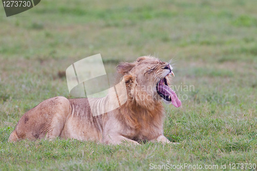 Image of Male lion (leo panthera) at the Addo Elephant Park