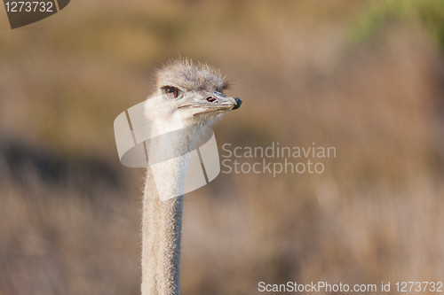 Image of Ostrich (struthio camelus) at the Table Mountain National Park