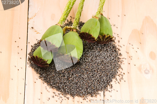 Image of Poppy seeds and poppy heads 