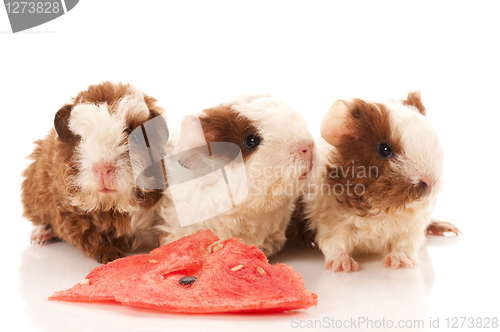 Image of baby guinea pig