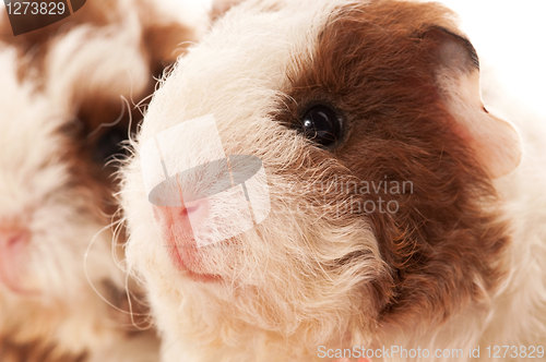 Image of baby guinea pig