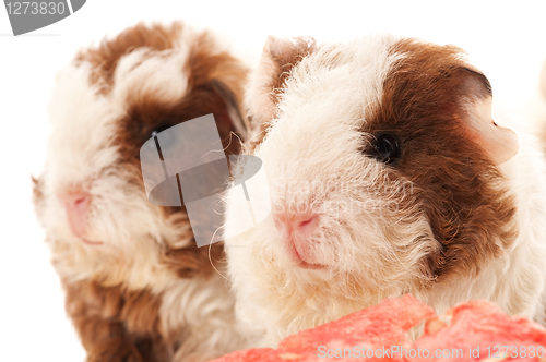 Image of baby guinea pig