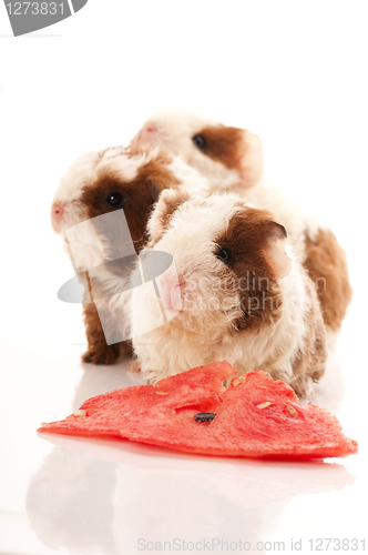 Image of baby guinea pig