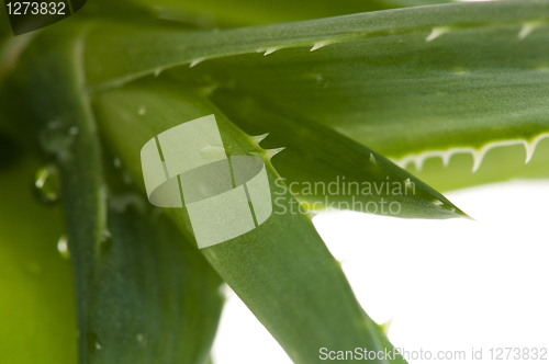 Image of Aloe vera - herbal medicine 