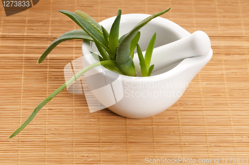 Image of Aloe vera - herbal medicine 