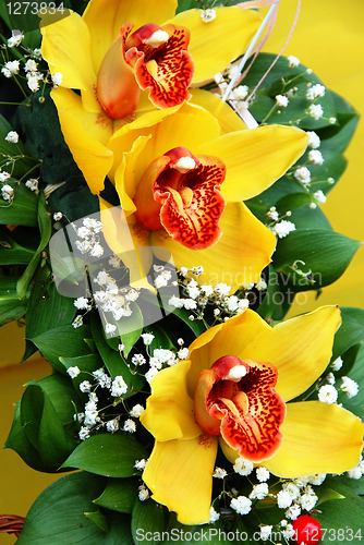 Image of Yellow orchids