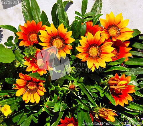 Image of Gazania blooming flowers