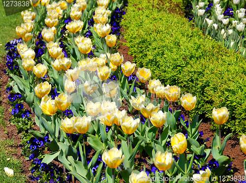 Image of Yellow tulips