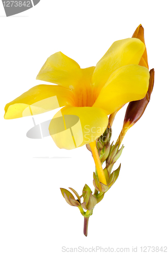 Image of Beautiful yellow flowering Mandevilla