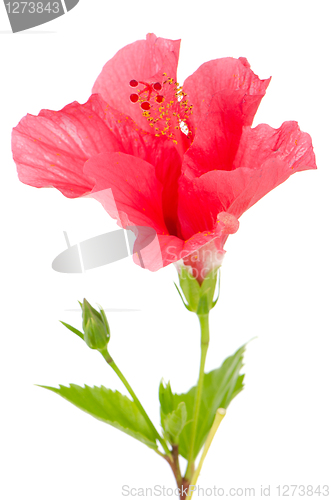 Image of Beautiful pink hibiscus flower