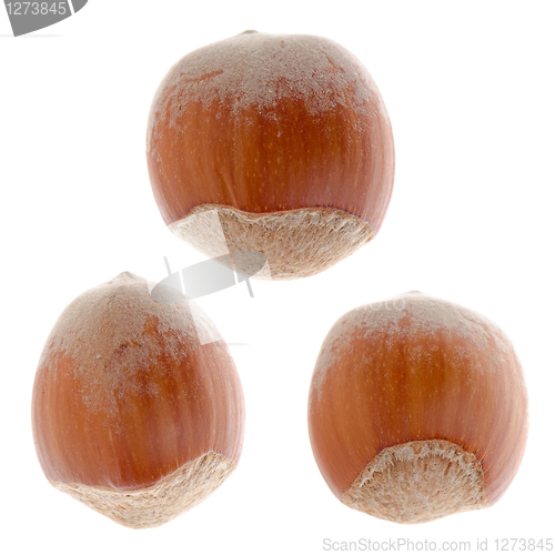 Image of Hazelnuts