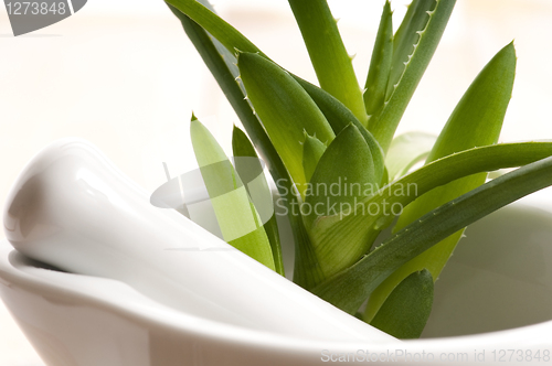 Image of Aloe vera - herbal medicine 