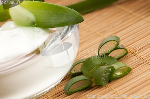 Image of aloe vera - leaves and face cream