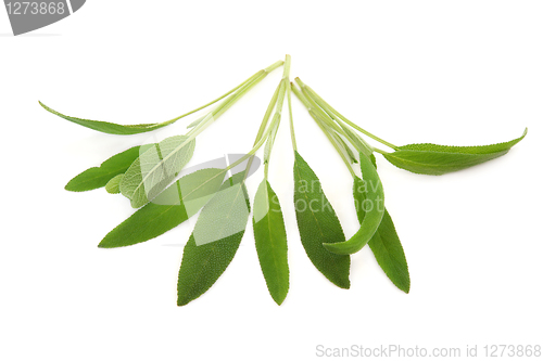 Image of Sage Herb Leaves