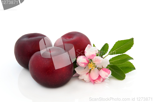 Image of Plum Fruit and Flower Blossom