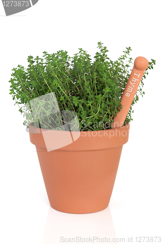 Image of Thyme Herb Plant