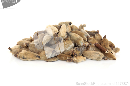 Image of Magnolia Flower Buds