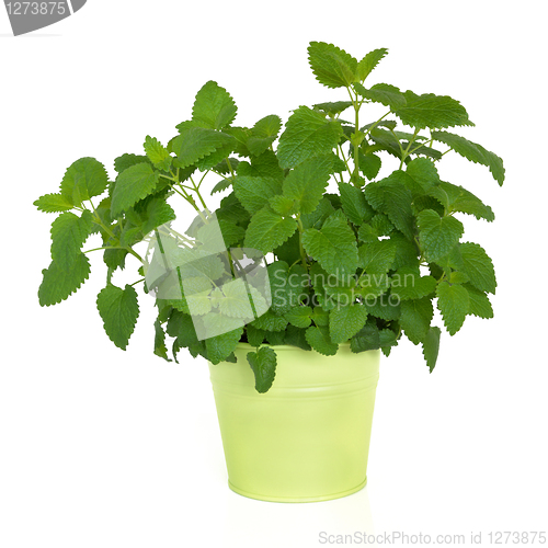 Image of Lemon Balm Herb  