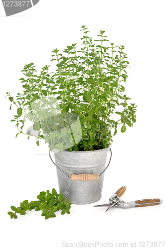 Image of Pruning Oregano herb