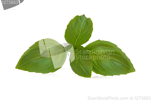 Image of Basil Herb  