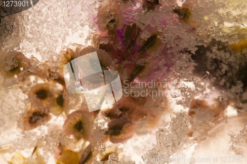 Image of Frozen flowers. blossoms in the ice cube