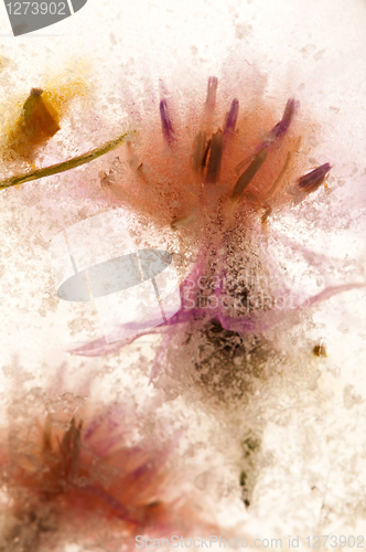 Image of Frozen flowers. blossoms in the ice cube