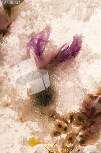 Image of Frozen flowers. blossoms in the ice cube