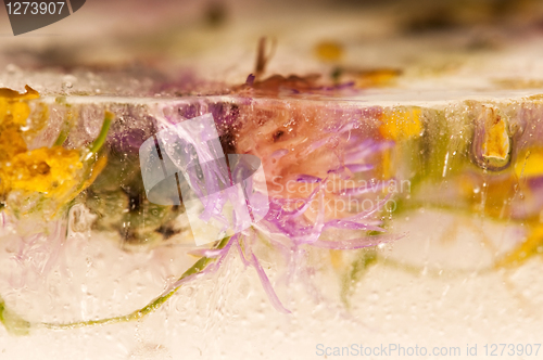 Image of Frozen flowers. blossoms in the ice cube