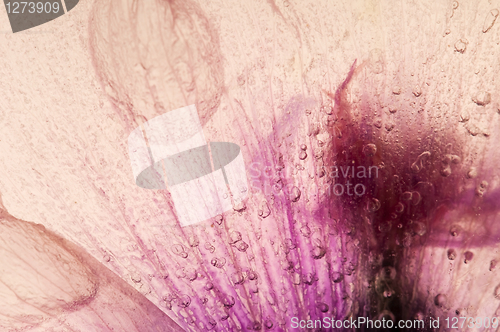 Image of Frozen flowers. blossoms in the ice cube