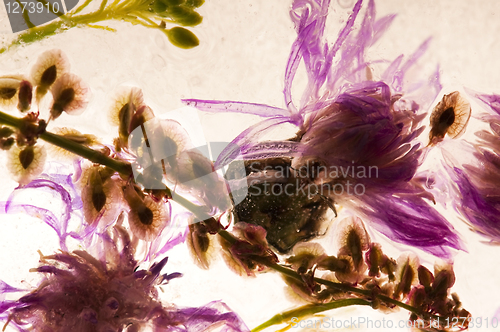 Image of Frozen flowers. blossoms in the ice cube