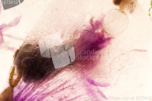 Image of Frozen flowers. blossoms in the ice cube