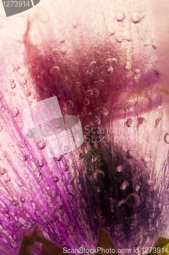 Image of Frozen flowers. blossoms in the ice cube