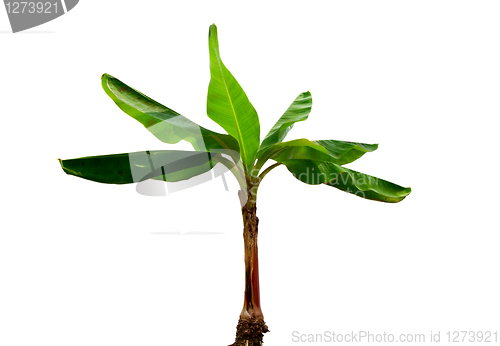 Image of Musa Banana plant