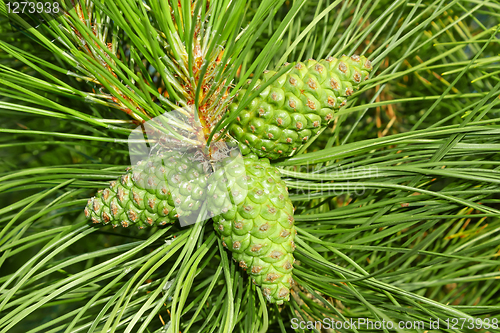 Image of Green cones of pine