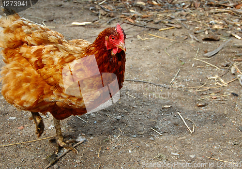 Image of Hen on farm yard