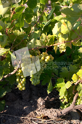 Image of Grape harvest on Santorini