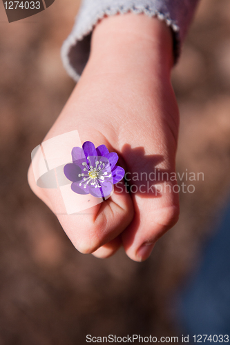 Image of first hepatica